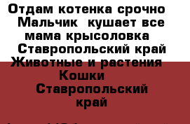 Отдам котенка срочно!!! Мальчик, кушает все, мама крысоловка - Ставропольский край Животные и растения » Кошки   . Ставропольский край